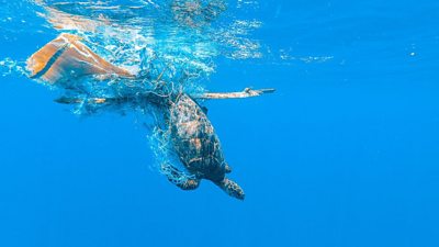 Turtle in a net