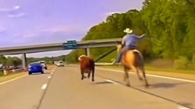 A cowboy rides his horse on the highway in pursuit of a sprinting cow as cars pass by