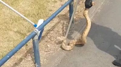 Police officers manoeuvre a large snake into a pillow case after spotting it in Park Lane, Birmingham.