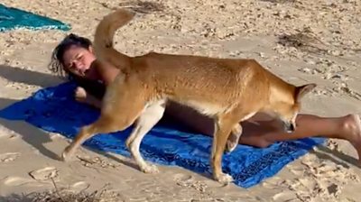 Dingo approaches a woman lying on the beach