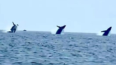 Three whales breaching in near unison