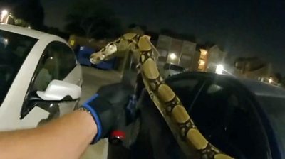Officer captures snake