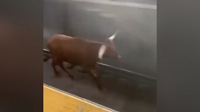 Bull on train tracks