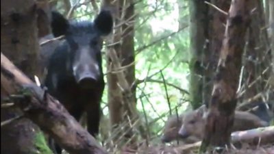 Feral pig