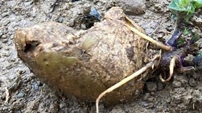 Poor weather has put Northern Ireland potato farmers a month to six weeks behind schedule.