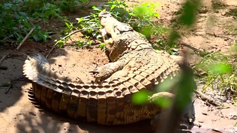 Meet the man saving crocodiles in Burundi