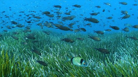 The Posidonia is responsible for much of the Mediterranean's clear water and sandy beaches