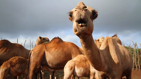 Close contact between camels and humans risks spreading Mers – a more deadly coronavirus relative of Covd-19