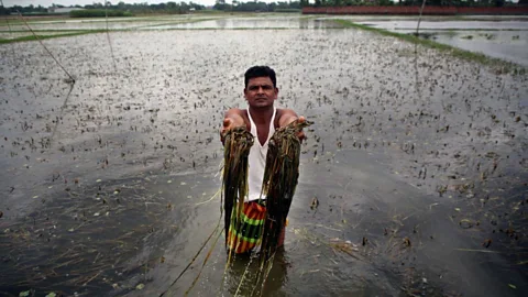 Flood water deluges crop fields