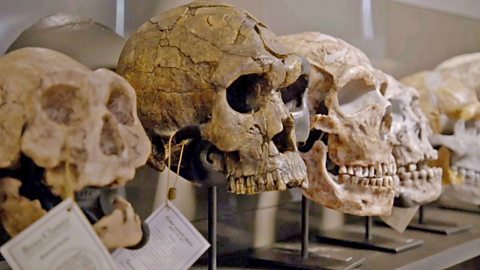 A row of ancient human skulls on display
