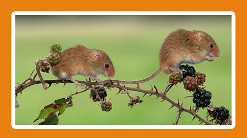 some mice eating blackberries on a bramble