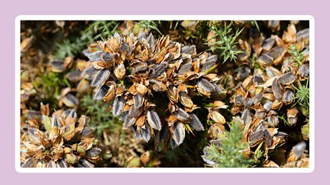 Seeds of gorse