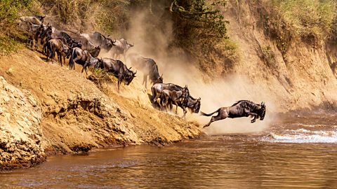Wildebeest leaping out into a river (Credit: Getty Images)