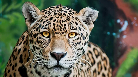 A close-up of a jaguar