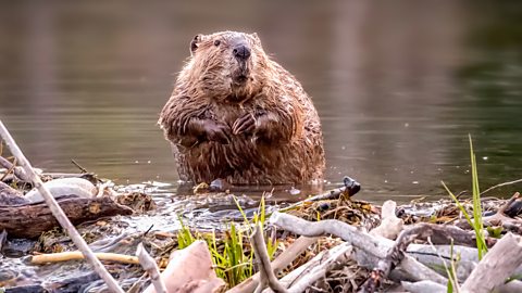 A beaver stands on top its dam in Wyoming, USA (Getty Images)