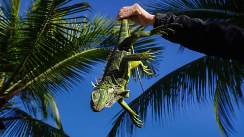A green iguana being held by the tail
