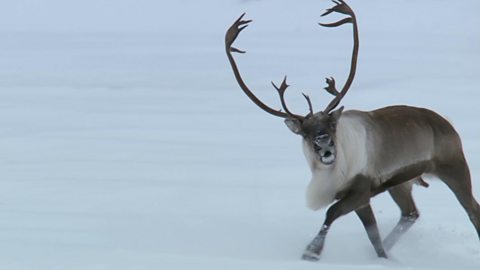 The secret hidden in a reindeer brain