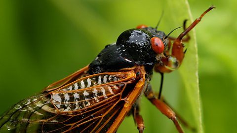 A periodical cicada, a member of Brood X, in Columbia, Maryland (Getty Images)
