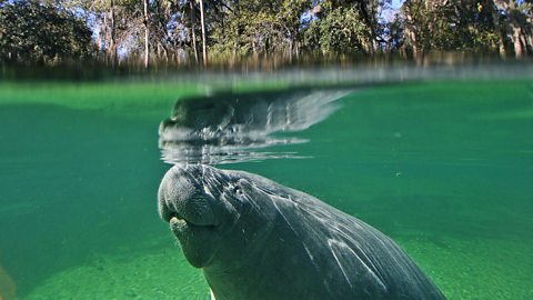 Manatee swimming just beneath the surface of the water (Credit: Getty Images)