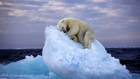 Photographer tells BBC how he captured polar bear photo