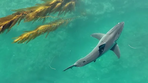 Newborn great white shark caught on film for first time