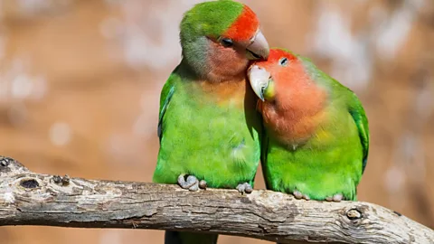How birds flirt, date and divorce