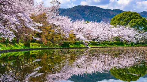Arashiyama Kyoto cherry blossom hanami sakura