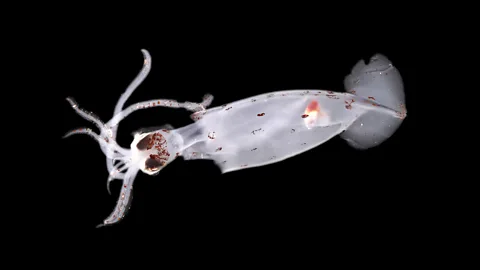 A potential new species of squid, discovered off the coast of New Zealand.