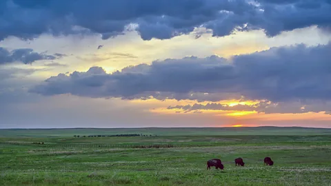 Photo of bison on the prairie