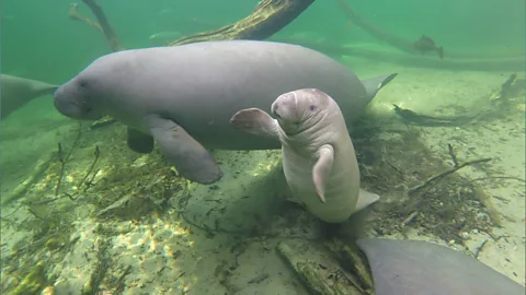A manatee and her calf (Credit: Save the Manatee Club)
