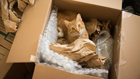 Cat looks out of a large box (Credit: Getty Images)