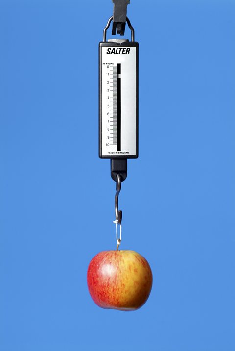 Weighing an apple using a newton meter.