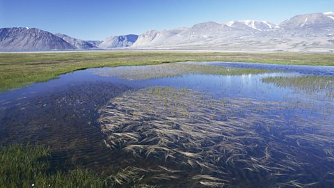 A tundra pond