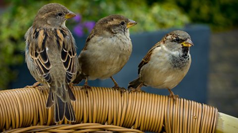 Three house sparrows perch on a garden chair