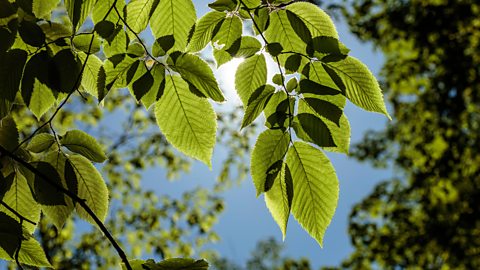 Leaves on a tree in direct sunlight