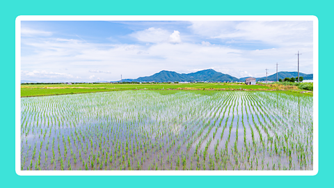 A large rice field very damp with water empty landscape in Japan