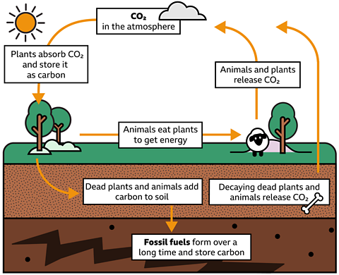 A graphic showing the cycling of carbon dioxide in the air, into carbon stored by plants, which is eaten by animals, or added to the soil, before returning to the atmosphere again when it is released by living things. 