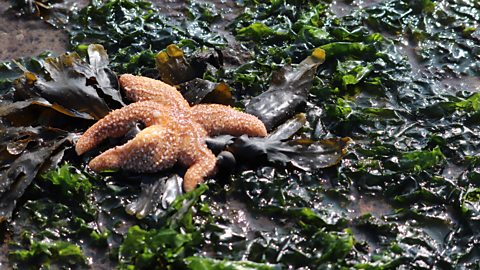 A spiny starfish.