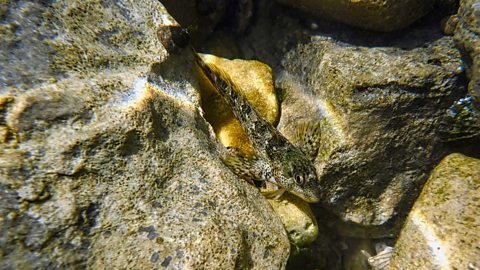 A common blenny fish.