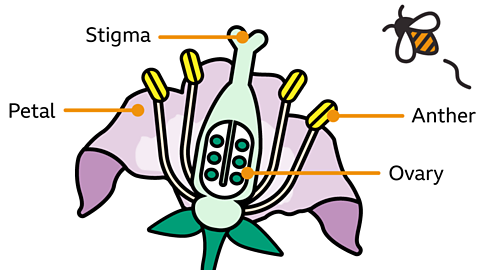 A diagram of a flower showing the stigma, anter, ovary and petals. 