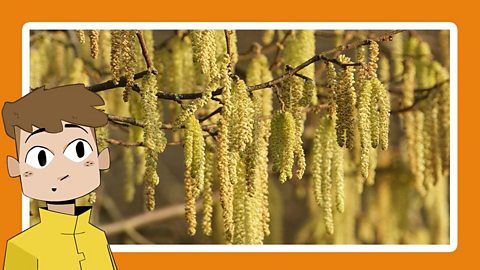 Catkins hanging from a hazel tree