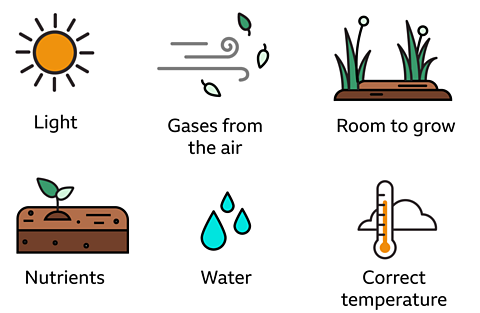 Light, air, room to grow, nutrients, water, temperature