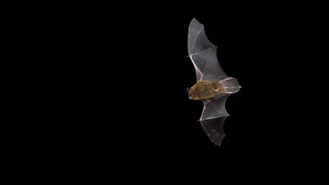How to spot bats in the UK