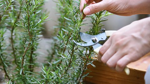 Someone taking a cutting of rosemary that's growing outside