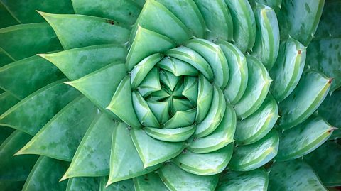 The spiralling green petals of an spiral aloe succulent plant.