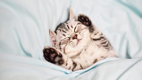 A small grey and brown tabby kitten sleeps on a light blue sheet with its paws up.