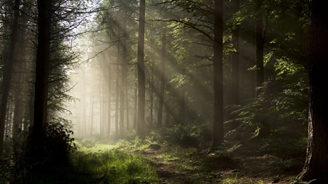 Sunlight streaming through a forest.
