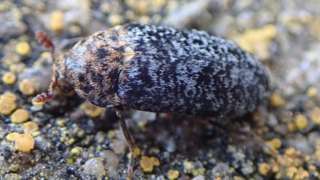 A Dermestes undulatusbeetle found on Flat Holm Island