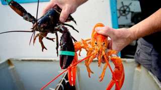 lobsters caught in the Gulf of Maine