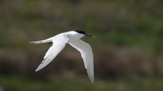 Undated handout photo issued by The Wildlife Trusts of a Sandwich tern.
